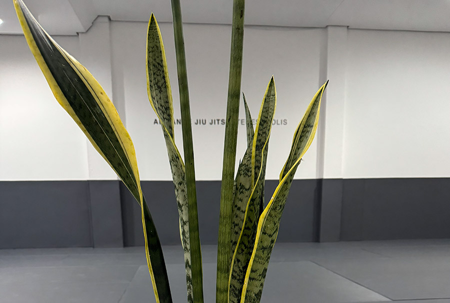 Alliance Jiu Jitsu Teresópolis (RS)